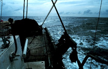 Courtesy of NOAA Fisheries Collection; Photographer Jose Cort